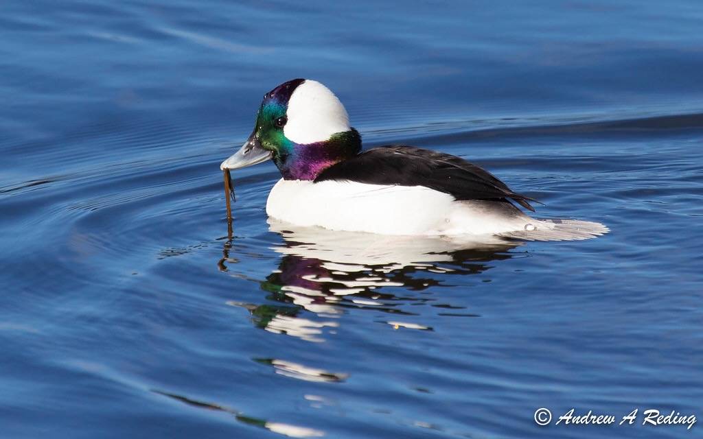 bufflehead duck by Andrew Reding is licensed under CC BY-NC-ND 2.0